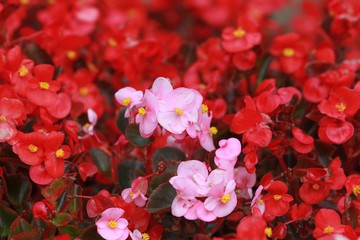 Naklejka na ściany i meble Pink and red flowers Begonia semperflorens in a flowerbed