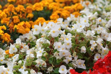 White and red flowers Begonia semperflorens in a flower bed
