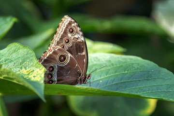 blauer Morpho
