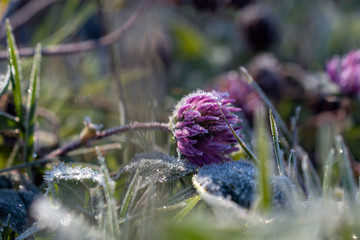 pink clover on a frosty morning