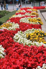 Flowerbed with colorful Begonia semperflorens and yellow Tagetes