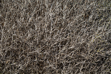 Fototapeta na wymiar Gray thorny wild grass texture