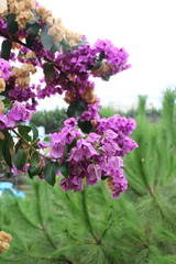 autumn tree flower