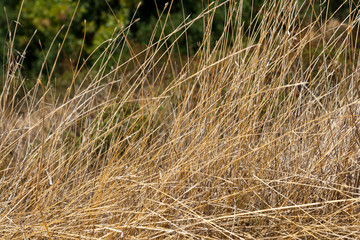 Fototapeta premium Dry yellow straw in sunlight