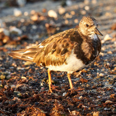 Ruddy Turnstone Arenaria interpresv