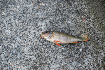 Dead fish on the street