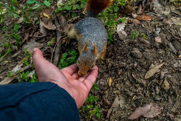 Squirrel on ground. Squirrel nature view. Squirrel portrait. Squirrel funny