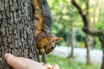 Squirrel on ground. Squirrel nature view. Squirrel portrait. Squirrel funny