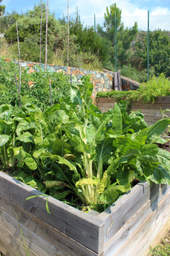 Piante di bietole