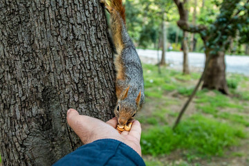 Squirrel on ground. Squirrel nature view. Squirrel portrait. Squirrel funny