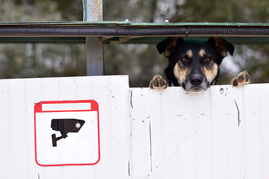 A Dog Peeks Out From Behind A Fence Where Video Surveillance Is Being Conducted