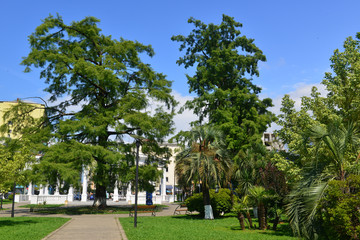 Fototapeta na wymiar Exotic trees in Batumi Youth Park 