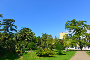 Fototapeta na wymiar Exotic trees in Batumi Youth Park 