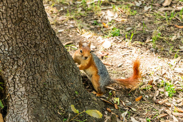 Squirrel on ground. Squirrel nature view. Squirrel portrait. Squirrel funny
