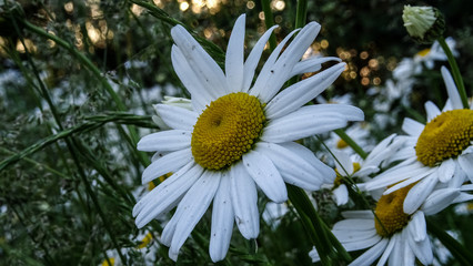 Biały kwiat rosnący na łące  - obrazy, fototapety, plakaty
