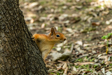 Squirrel on ground. Squirrel nature view. Squirrel portrait. Squirrel funny