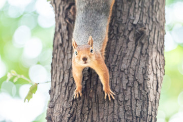 Squirrel on ground. Squirrel nature view. Squirrel portrait. Squirrel funny