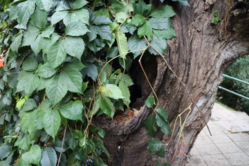 green plant