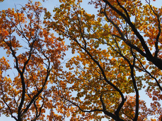 Beautiful view from the bottom up on the crowns of oak trees in the Golden autumn.