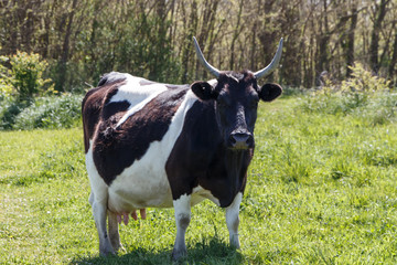 Breton Pie Noire cow in a field