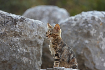 Cute cats living among stones in the ancient city of Izmir / Selcuk / Ephesus.