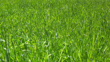 There is a fragment of young green spring grass in a meadow. Natural background or the texture of the grass. Horizontal image, copy space
