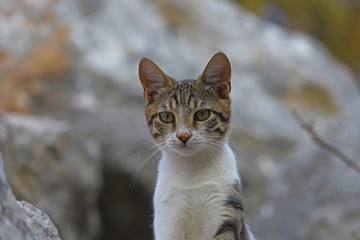Cute cats living among stones in the ancient city of Izmir / Selcuk / Ephesus.