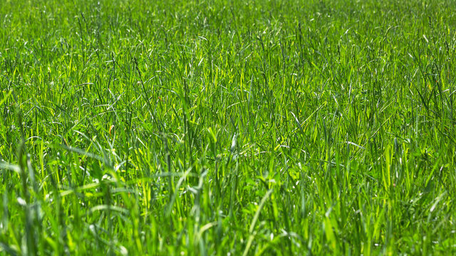 There is a fragment of young green spring grass in a meadow. Natural background or the texture of the grass. Horizontal image, copy space