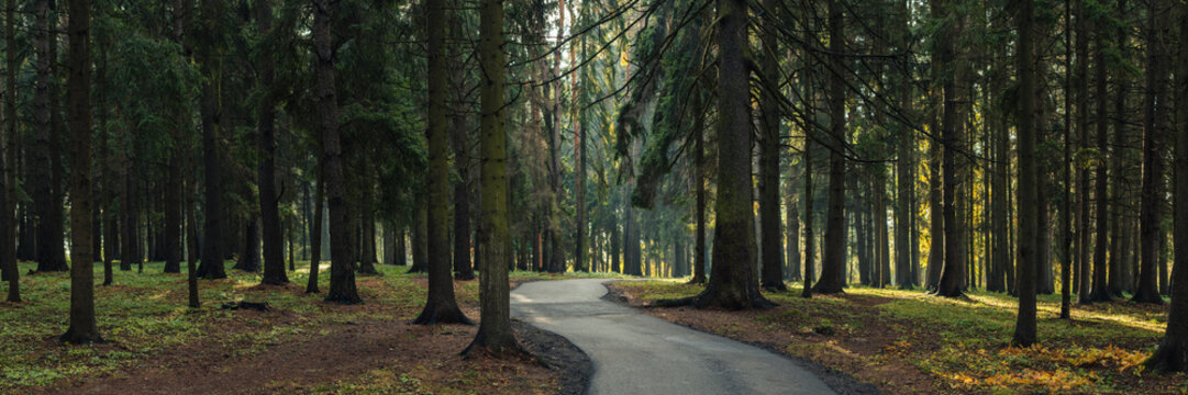 wide panoramic view of the morning shady pine forest or park with a winding s-shaped asphalt road into the depths of the forest, tall old trees and a spot of sunlight