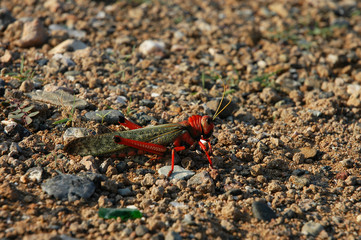 Langosta de la Guajira