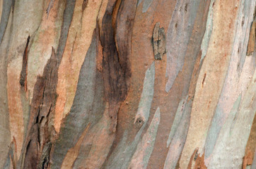 Textura del tronco de eucalipto