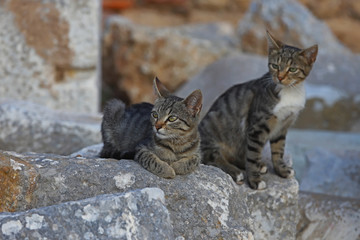Cute cats living among stones in the ancient city of Izmir / Selcuk / Ephesus.