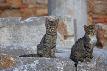 Cute cats living among stones in the ancient city of Izmir / Selcuk / Ephesus.