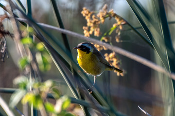 Small Common Yellowthroat perched on tree branch soaking up some of the early morning sunlight with sharp beak looking to left.
