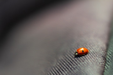 Ladybug Close-Up on a Backpack