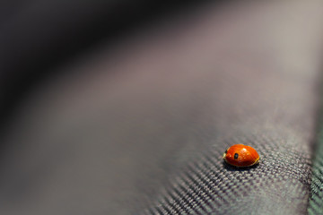 Ladybug Close-Up on a Backpack