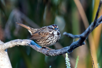 Small Baird Sparrow perched on tree branch soaking up some of the early morning sunlight shinging through the vegetation.