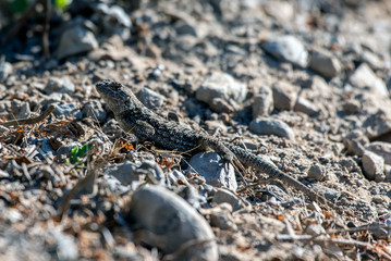 Scaley skinned lizard feeling the warmth of the sunlight while stretched across the hiking trail in California.