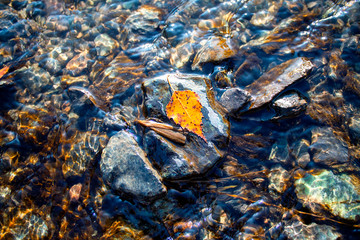  autumn yellow leaf lies on a stone in a lake