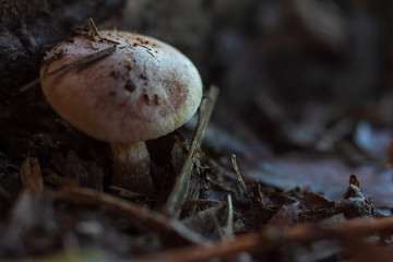Autumn Little Mushroom Growing Near Tree