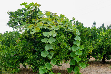 Naranjos invadidos por hojas de calabazas