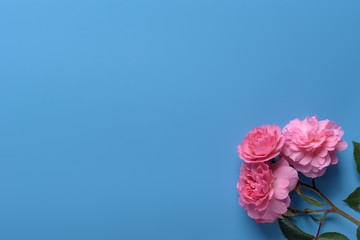 Pink rose on the blue background. Flat view