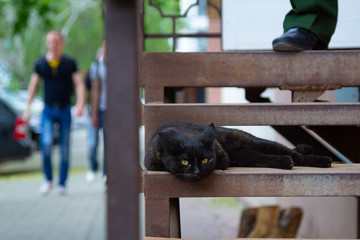 Black Cat Lies On A Step And Looks At The Camera