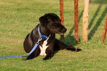 dog for a walk in a park on the shores of the Mediterranean Sea in the north of Israel