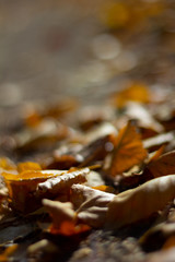 Fallen Leaves of Trees, Close-Up