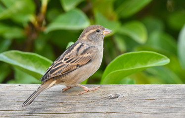 Sparrow standing on a wood, isolated, closeup.