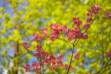  Red flower on green background