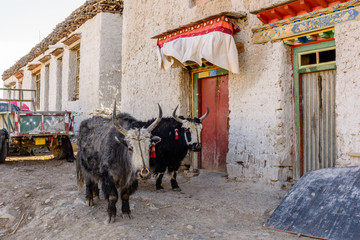 Homemade yaks in a Tibetan village.
