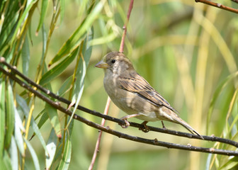 Sparrow standing on a branch, isolated, closeup.
