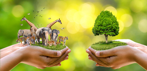 Concept Nature reserve conserve Wildlife reserve tiger Deer Global warming Food Loaf Ecology Human hands protecting the wild and wild animals tigers deer, trees in the hands green background Sun light - Powered by Adobe